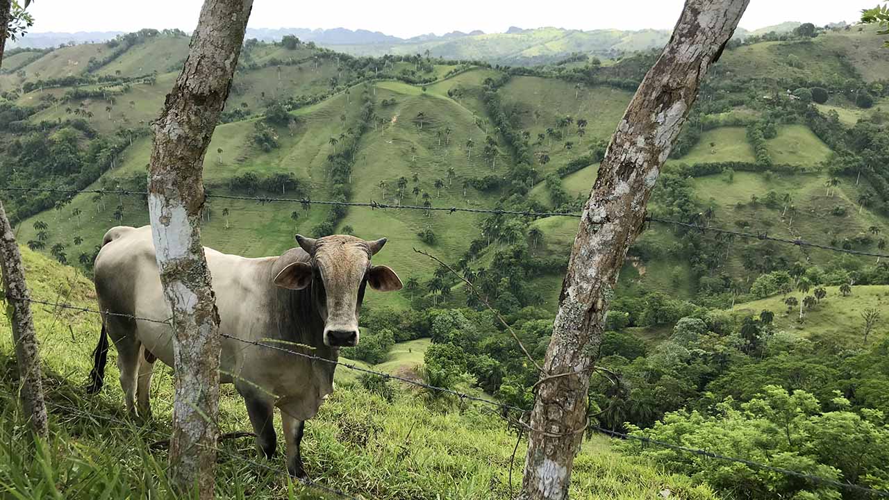A cow grazing in the mountains